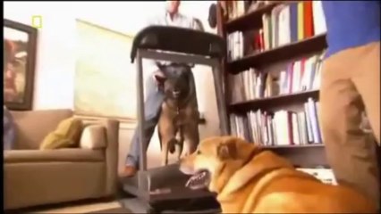 Cesar Millan S01 Ep14-1 D