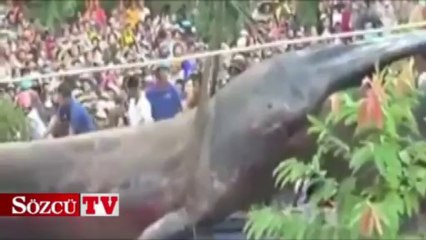 Vietnam'da esrarengiz bir yaratık bulundu!