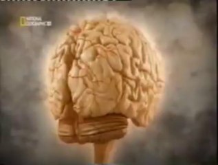 Cerebro: Temor y ansiedad (Respuesta de miedo)
