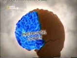 Cerebro mentiroso: Cortex prefrontal