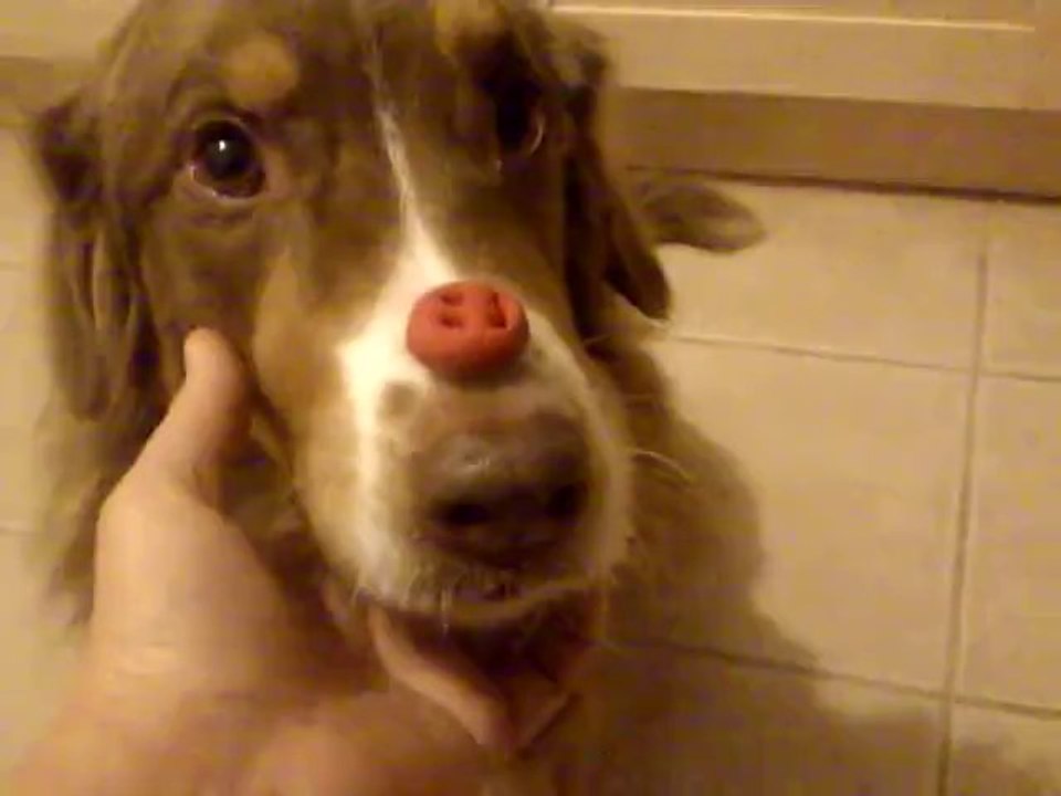 diego bonbon sur le nez