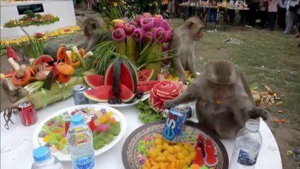 Thaïlande: les singes se régalent à un buffet en leur honneur