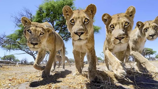Prendre des photos de lions de très près