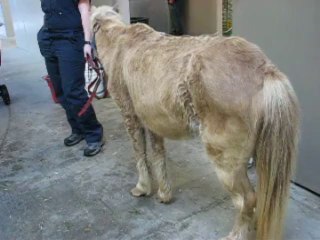 Détresse respiratoire chez un poney atteint de RAO (souffle, emphysème, pousse)