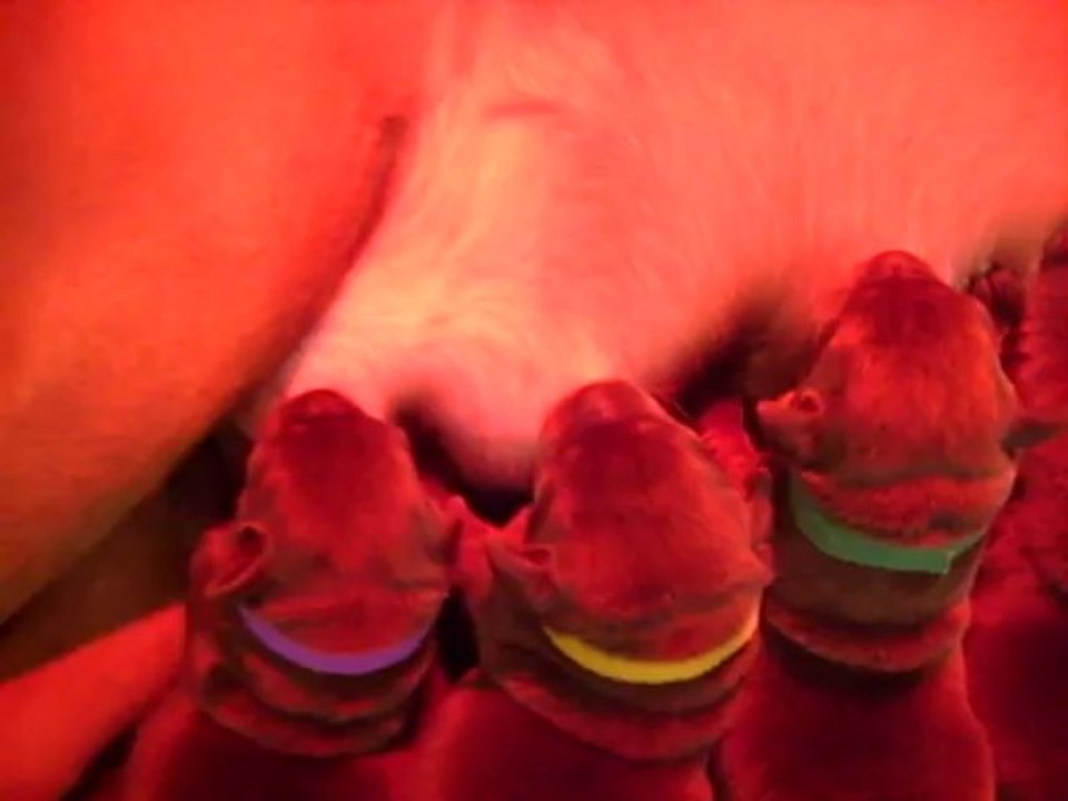 Tétée du jour... Habby et ses bébés.