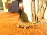 Animals are Weird : Turtle riding a cat !