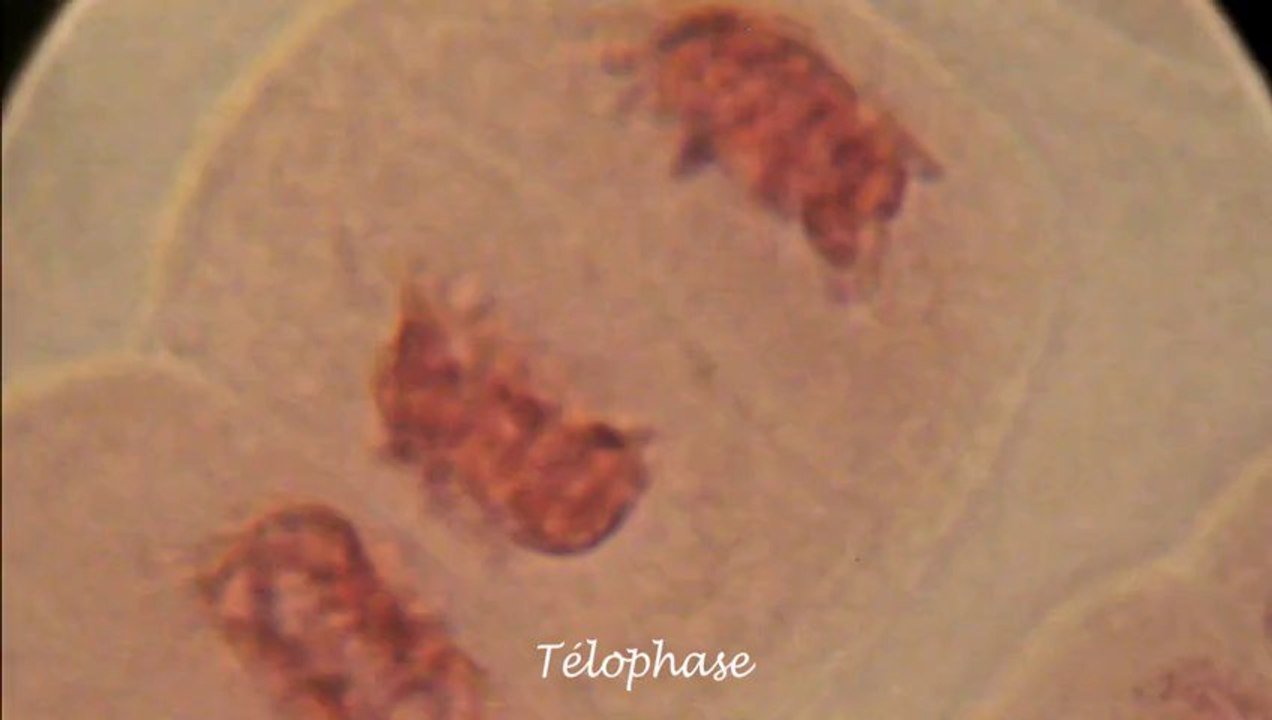 phase de la mitose sur la racine de jacinthe