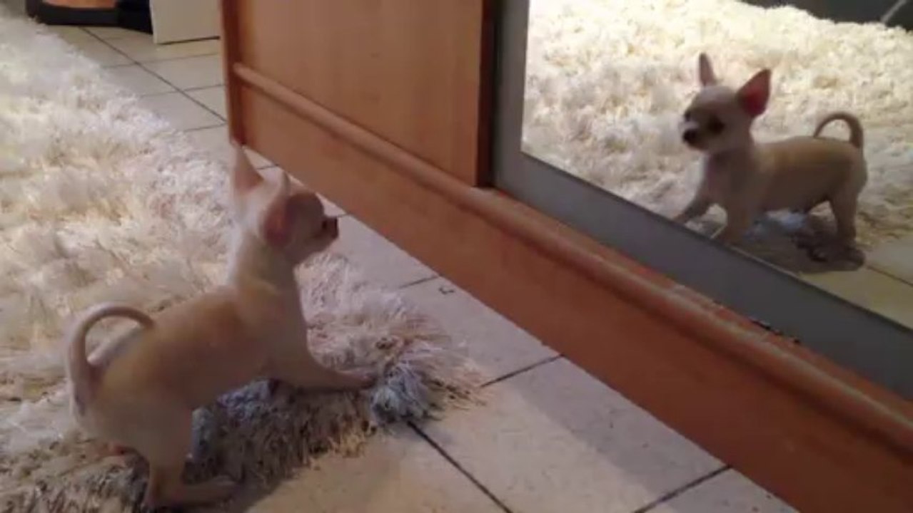 Male chihuahua_Elevage DIVINE SYMPHONIE