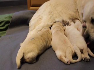 Chiots goldens de Djack et Diamant