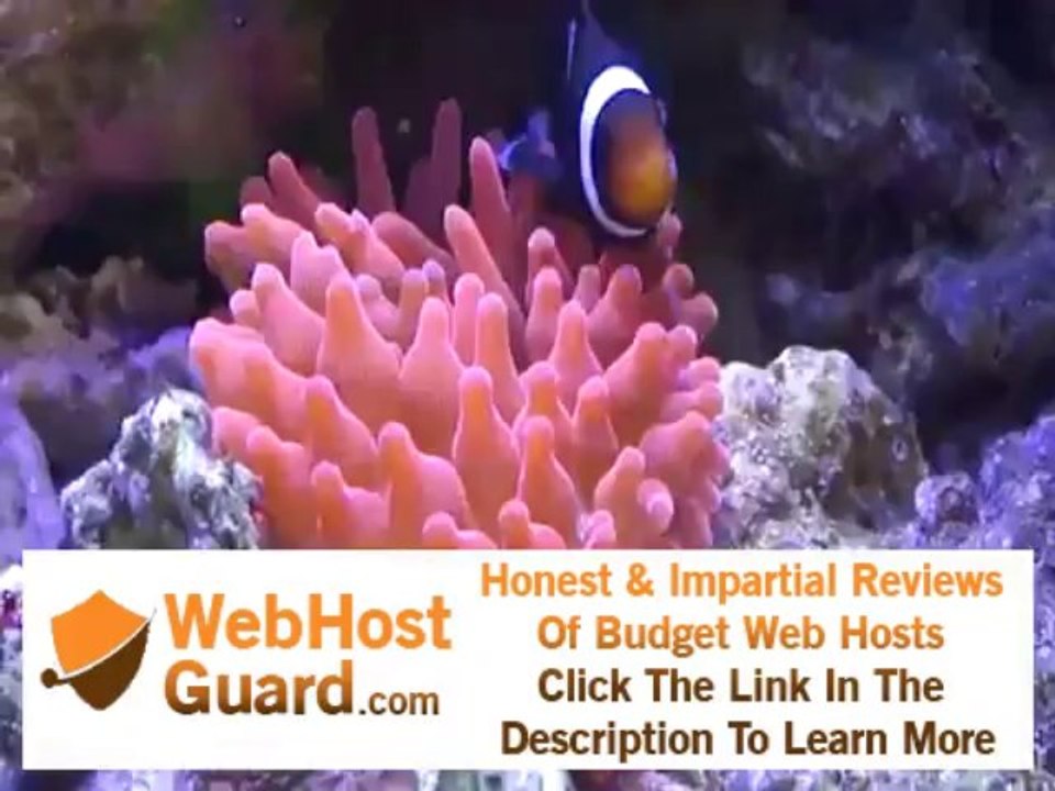 Clown Fish hosting a Rose Bubble Tip Anemone