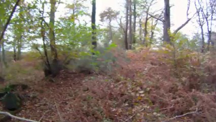 chasse à la bécasse dans le Cotentin au braque français - une quinzaines de levées