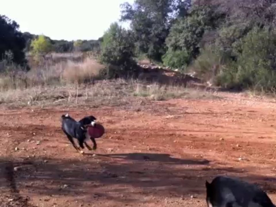 Frisbee au grau du roi