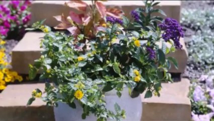 Gardening Tips in Small Spaces