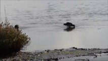 Becassines des marais à Guérande