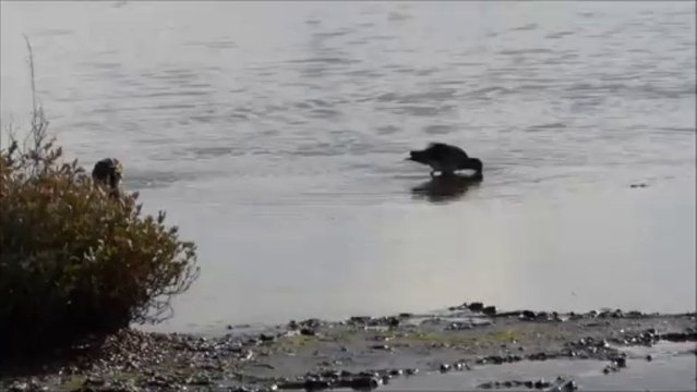 Becassines des marais à Guérande