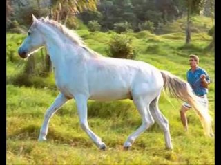 yüksel özkasap-beyaz atlı