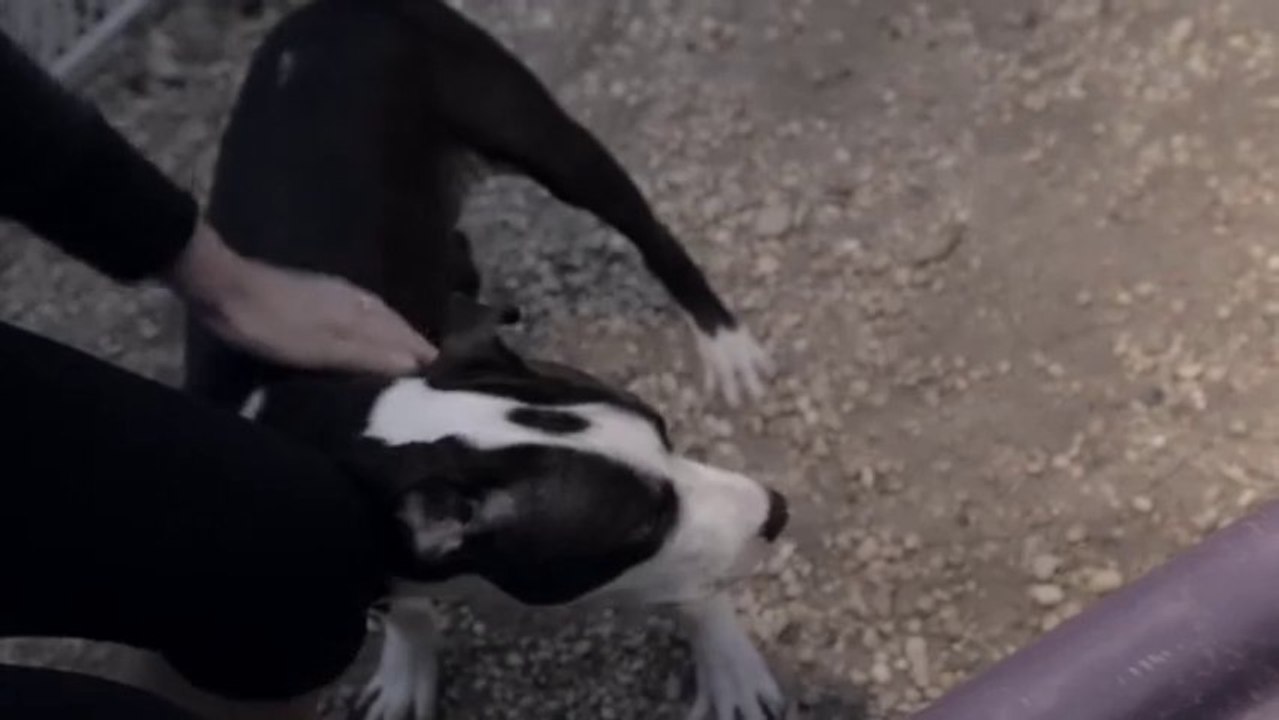 Puppy Acts As Guide Dog To His Blind Brother