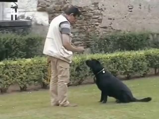 Eduquer son chien