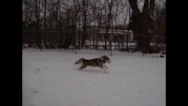 Un Husky plaque son maître au sol!