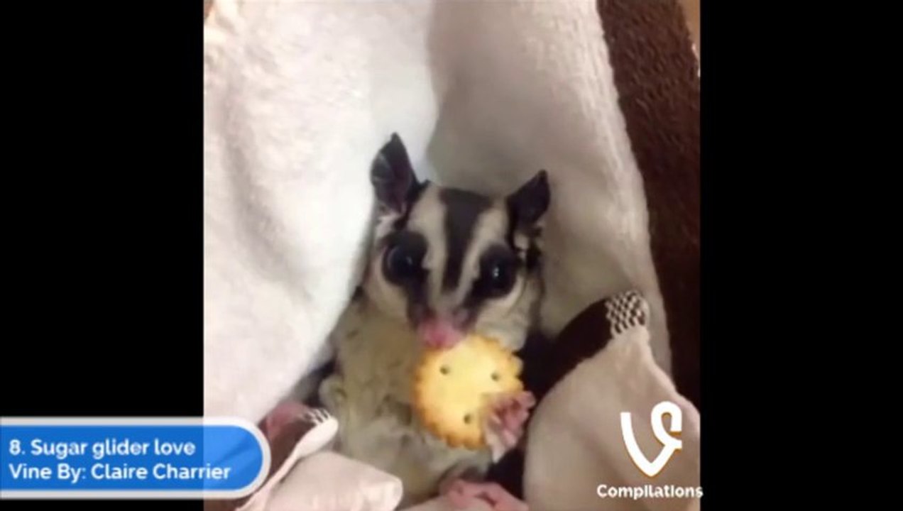 Best Vines video! VINES COMPILATION - Fails, crazy things, dumb teens... FUN