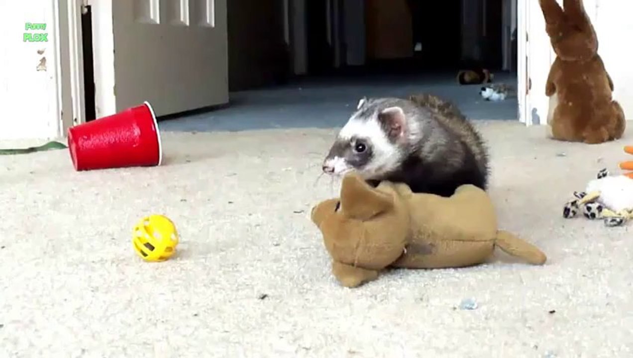 Furets Voleurs - Pire que les Pies...