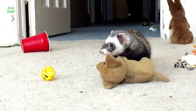 Furets Voleurs - Pire que les Pies...