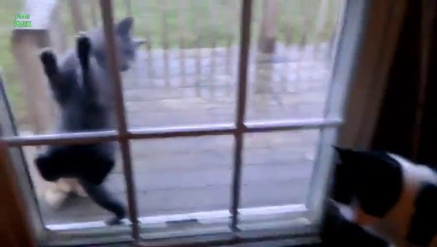 Des CHATS qui s'accrochent n'importe où! Compilation d'animaux mignons.