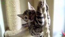 Cats Hanging from Random Objects Compilation!