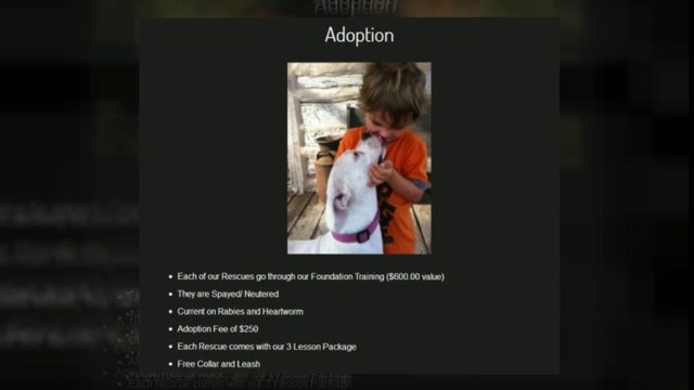 Dog Training San Antonio