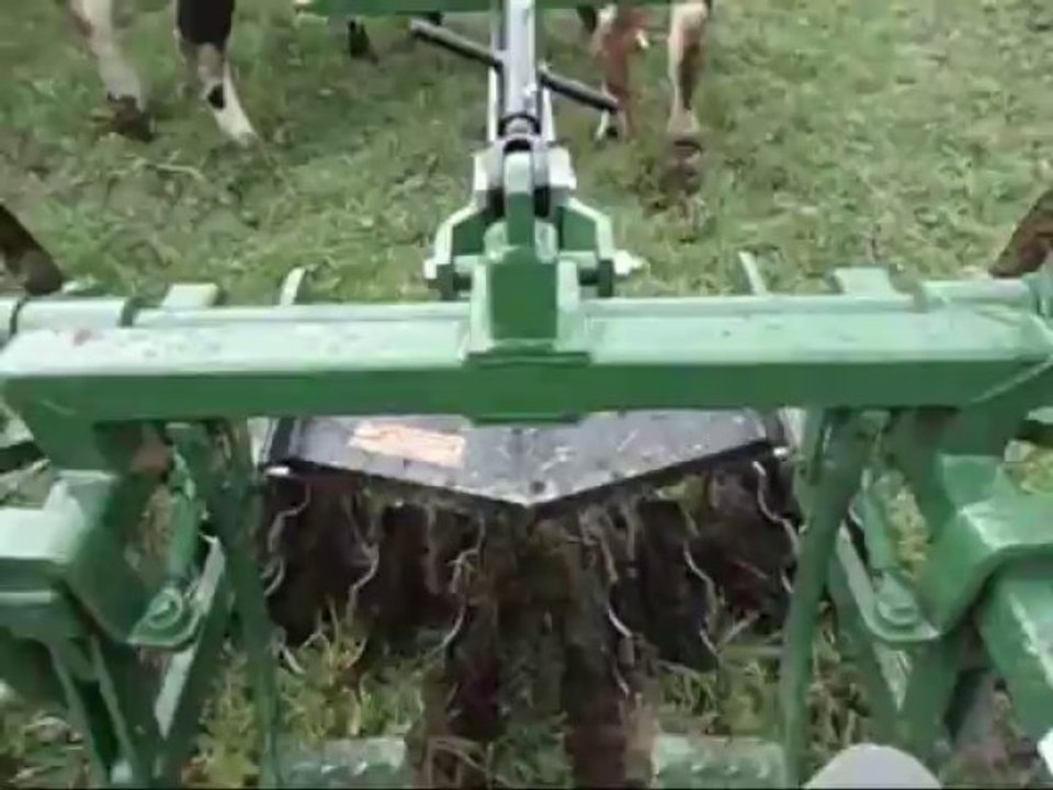 Le Homesteader au travail avec deux boeufs Vosgiens.