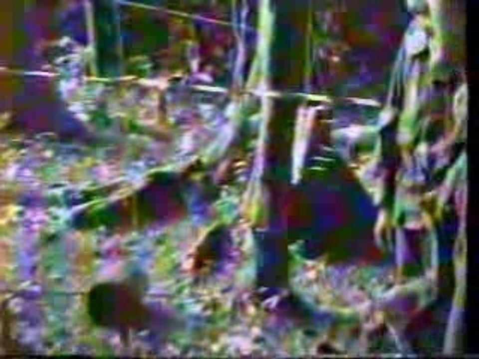 guyane93 2