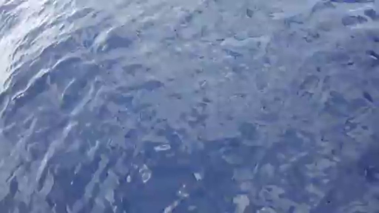 Baleine qui chante