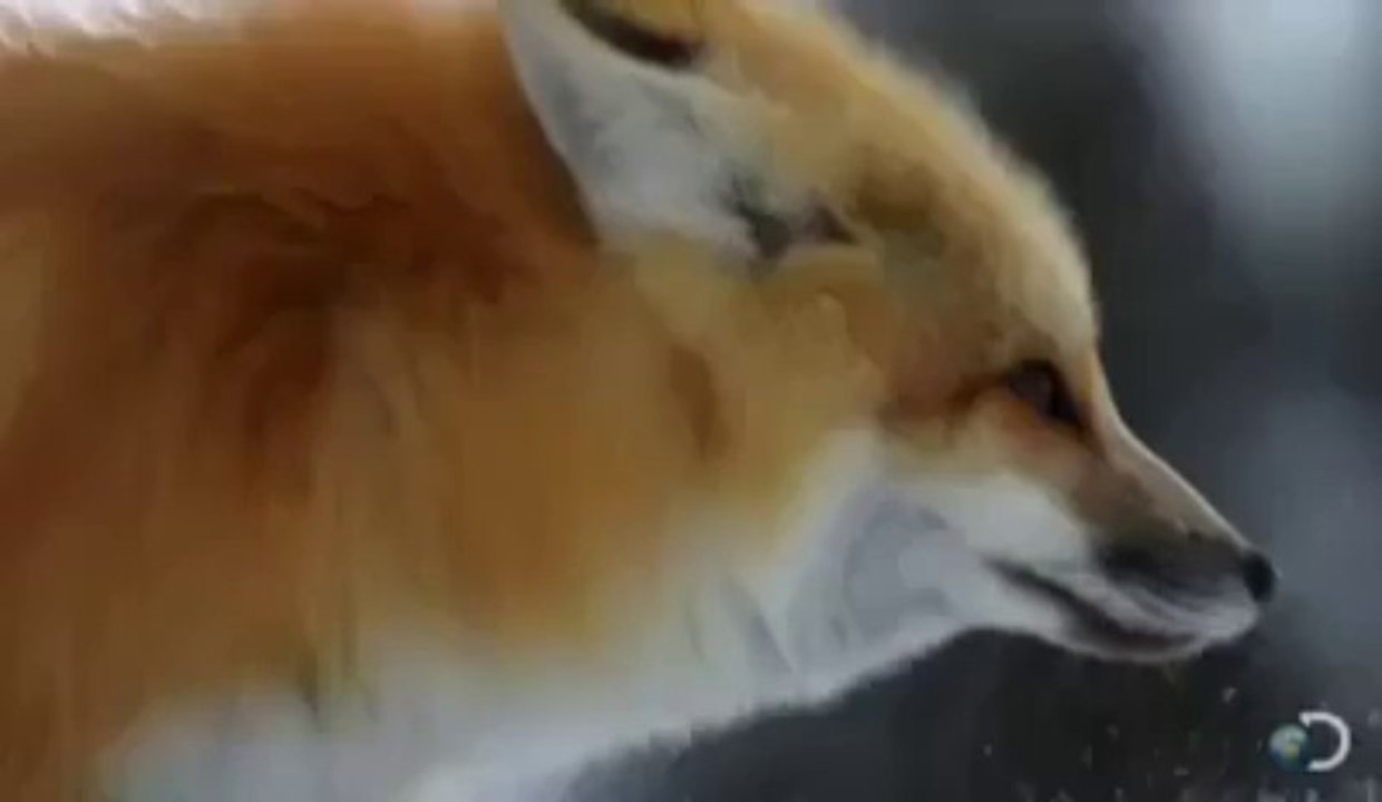 How Fox Hunts Mice In Deep Snow