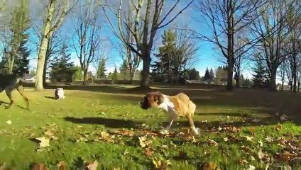 Puppy with only two legs!