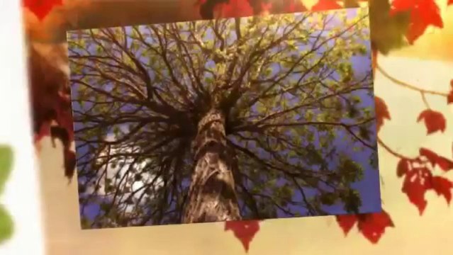 Limbs and Things L.L.C. - (970) 599-0550