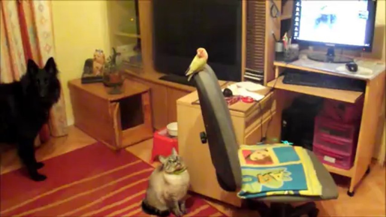 piou piou 26 novembre 2013