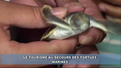 Des écotouristes pour venir au secours des tortues en Australie