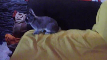 Meu coelhinho Feliz,e sapeca  ! Mon petit Lapin heureux