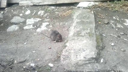 SAFRANBOLU ESKİ ÇARŞI DA DÖNER YİYEN FARENİN HAZİN SONU..