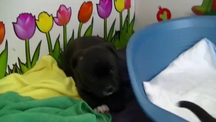 27ème vidéo : Des petits moments dans la salle à manger ! (2)