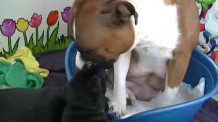 28ème vidéo : Des petits moments dans la salle à manger !(3)