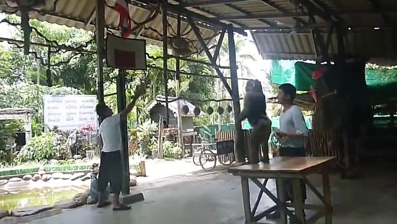 Un singe joue au basket