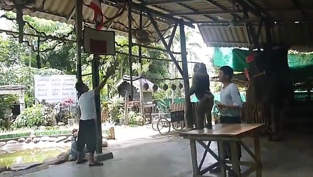 Un singe joue au basket