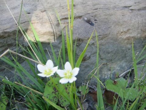 asik ali sultan küstüm sana bacim