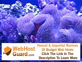 Clown fish hosting my Toadstool Leather