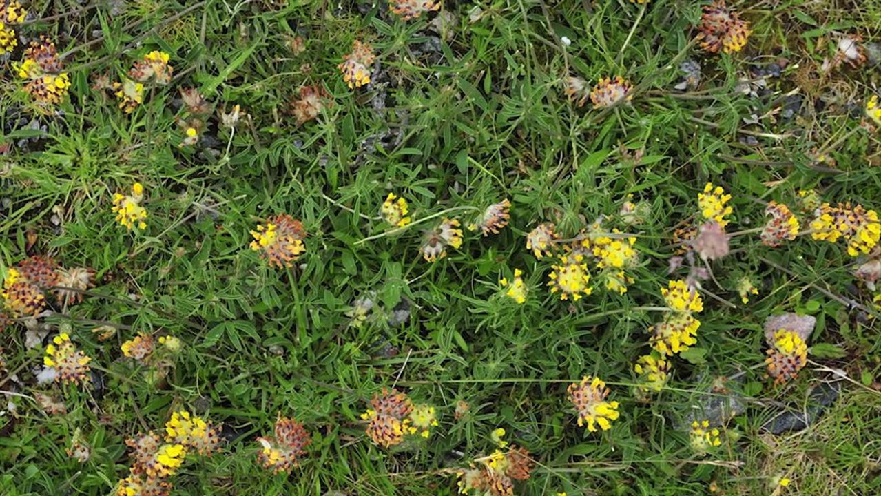 Wild Britain _ Local Hero _ Mark Hogarth Part 1