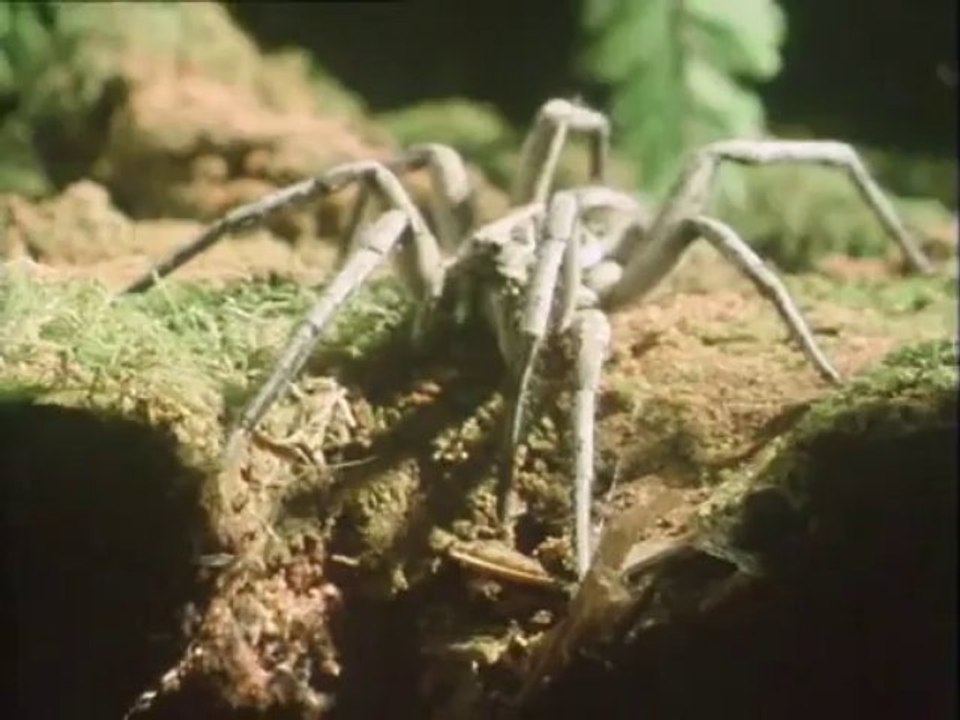 La Vida en la Tierra 03 - Los Primeros Bosques