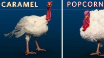 Help Pick the National Thanksgiving Turkey