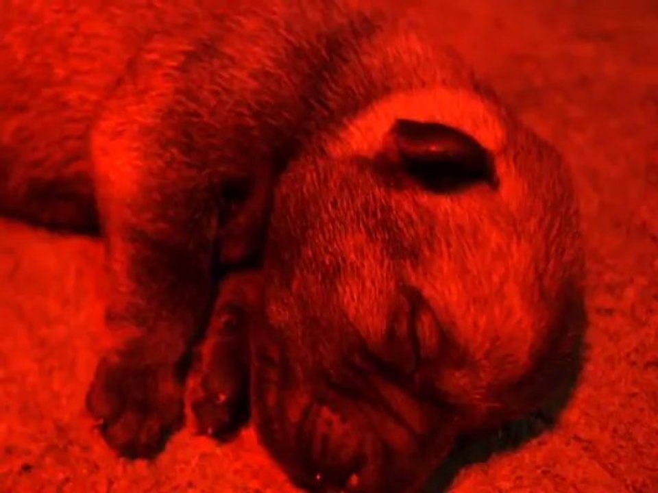 bébés Schnauzers moyens poivre et sel