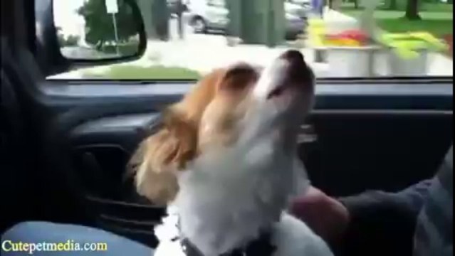 La vidéo de chien la plus drole du monde Novembre 2013